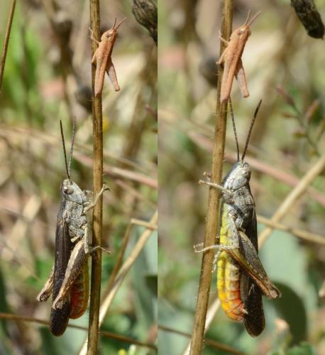 Chorthippus brunneus brunneus